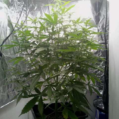 Verbotene Kirsche  growlog timeline photo