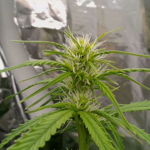 Verbotene Kirsche  growlog timeline photo