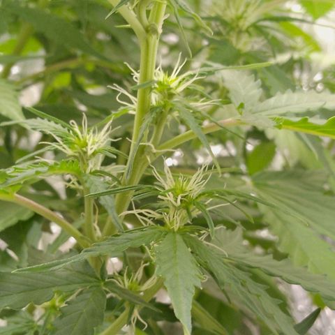 Verbotene Kirsche  growlog timeline photo