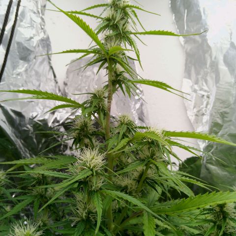 Verbotene Kirsche  growlog timeline photo