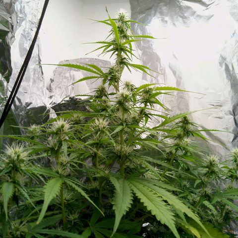 Verbotene Kirsche  growlog timeline photo