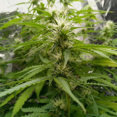 Verbotene Kirsche  growlog timeline photo