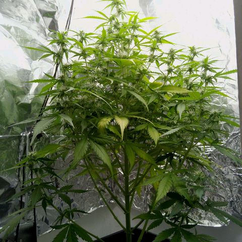 Verbotene Kirsche  growlog timeline photo