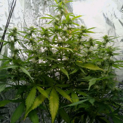 Verbotene Kirsche  growlog timeline photo
