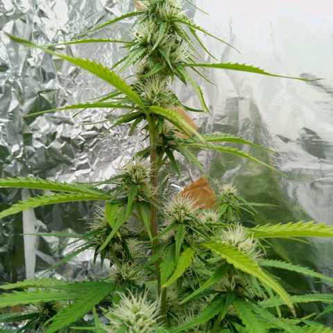 Verbotene Kirsche  growlog timeline photo