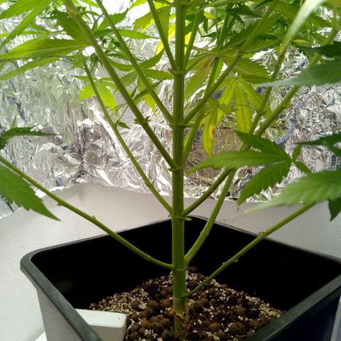 Verbotene Kirsche  growlog timeline photo