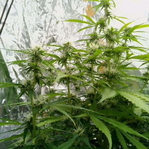 Verbotene Kirsche  growlog timeline photo