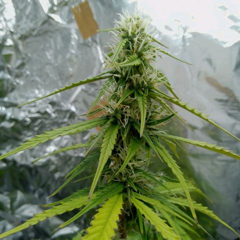 Verbotene Kirsche  growlog timeline photo