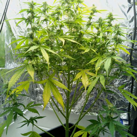 Verbotene Kirsche  growlog timeline photo