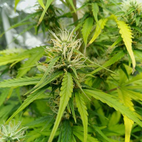 Verbotene Kirsche  growlog timeline photo