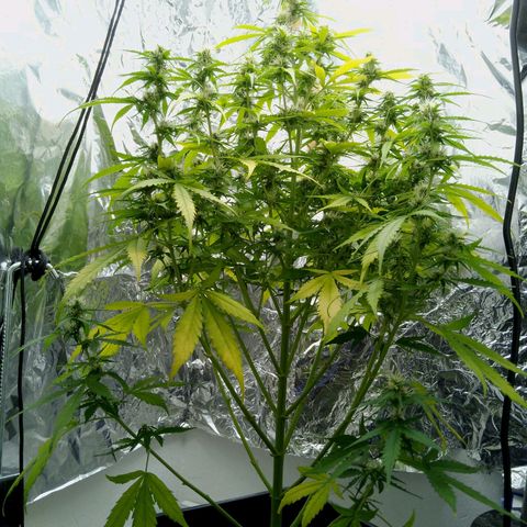 Verbotene Kirsche  growlog timeline photo