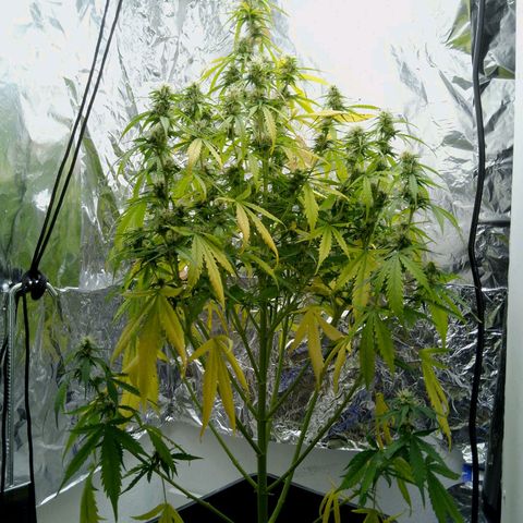 Verbotene Kirsche  growlog timeline photo