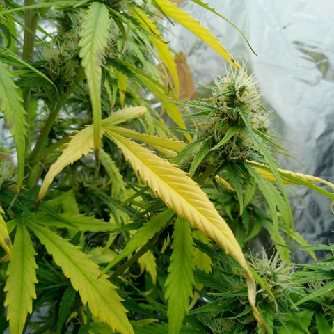 Verbotene Kirsche  growlog timeline photo