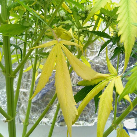 Verbotene Kirsche  growlog timeline photo