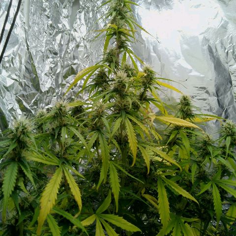 Verbotene Kirsche  growlog timeline photo