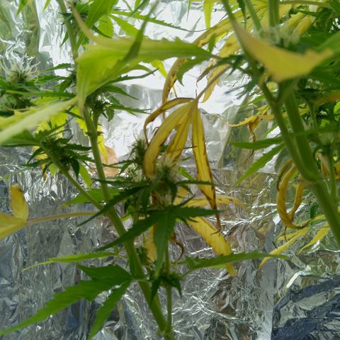 Verbotene Kirsche  growlog timeline photo