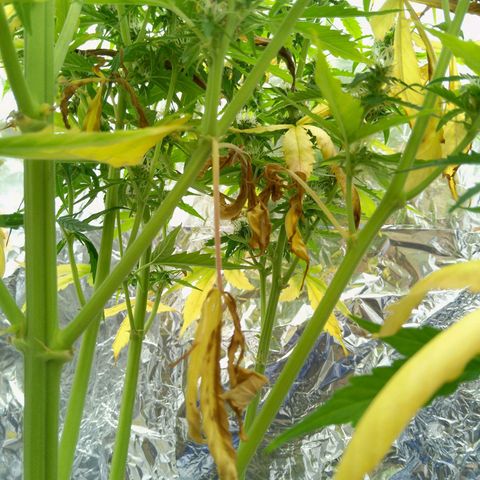 Verbotene Kirsche  growlog timeline photo