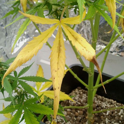 Verbotene Kirsche  growlog timeline photo
