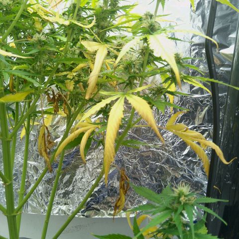 Verbotene Kirsche  growlog timeline photo