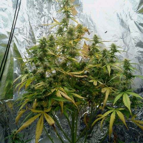 Verbotene Kirsche  growlog timeline photo