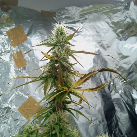 Verbotene Kirsche  growlog timeline photo