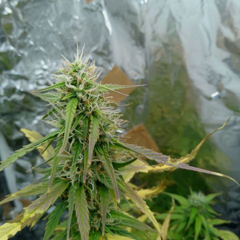 Verbotene Kirsche  growlog timeline photo