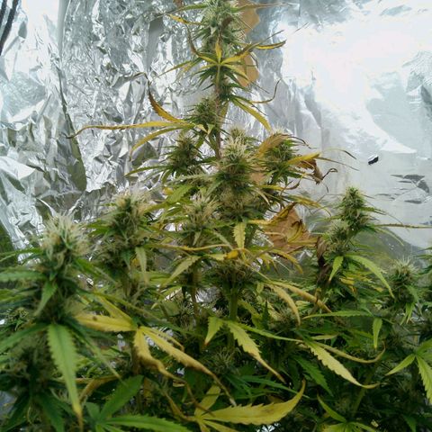 Verbotene Kirsche  growlog timeline photo