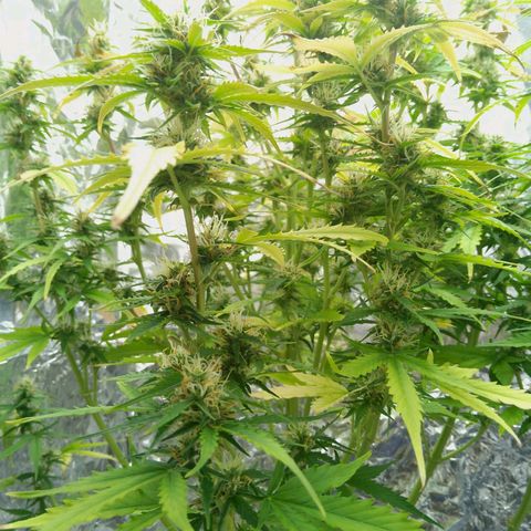 Verbotene Kirsche  growlog timeline photo