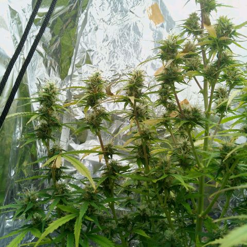 Verbotene Kirsche  growlog timeline photo
