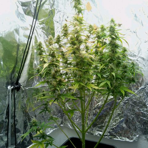 Verbotene Kirsche  growlog timeline photo