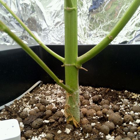 Verbotene Kirsche  growlog timeline photo