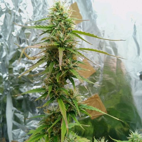 Verbotene Kirsche  growlog timeline photo