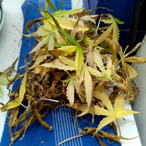Verbotene Kirsche  growlog timeline photo