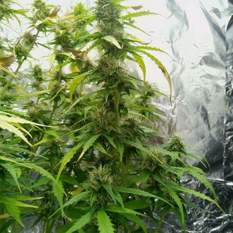 Verbotene Kirsche  growlog timeline photo