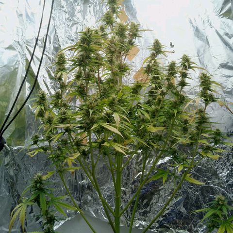 Verbotene Kirsche  growlog timeline photo