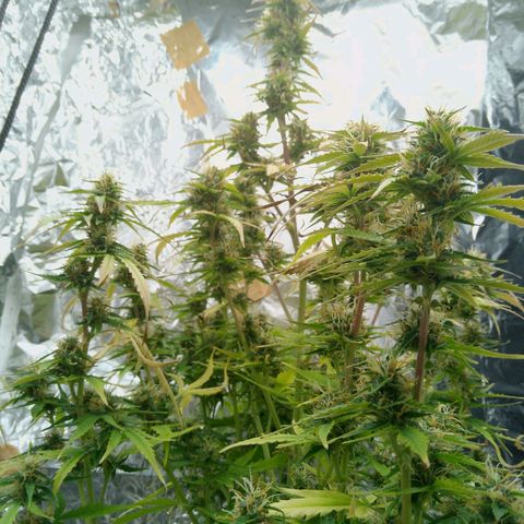Verbotene Kirsche  growlog timeline photo