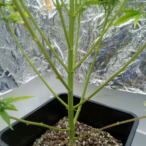 Verbotene Kirsche  growlog timeline photo
