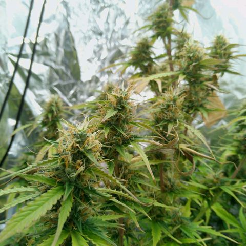 Verbotene Kirsche  growlog timeline photo