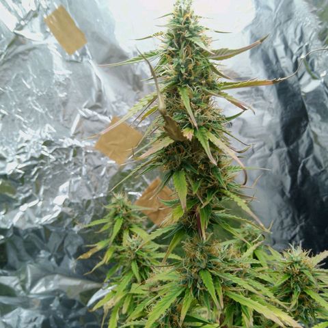 Verbotene Kirsche  growlog timeline photo