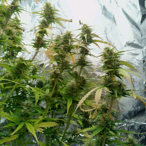 Verbotene Kirsche  growlog timeline photo