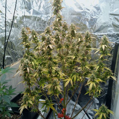 Verbotene Kirsche  growlog timeline photo