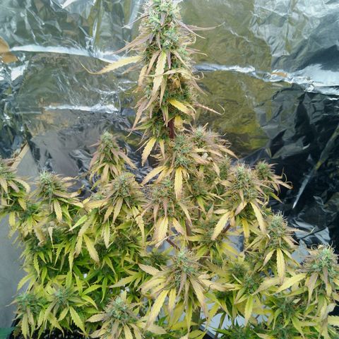 Verbotene Kirsche  growlog timeline photo