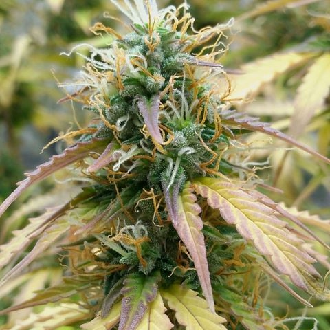 Verbotene Kirsche  growlog timeline photo