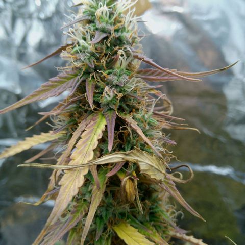 Verbotene Kirsche  growlog timeline photo