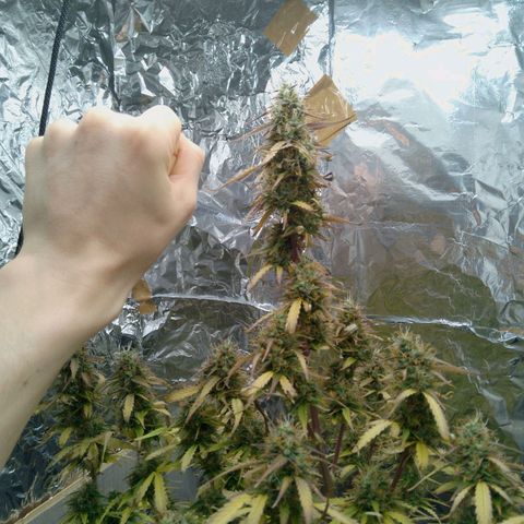 Verbotene Kirsche  growlog timeline photo