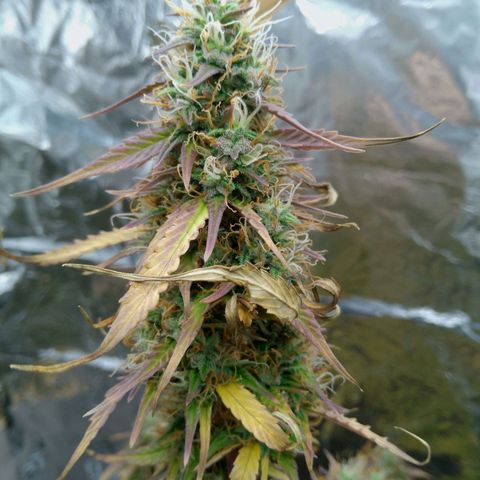 Verbotene Kirsche  growlog timeline photo