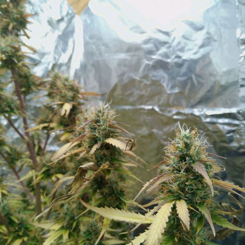 Verbotene Kirsche  growlog timeline photo