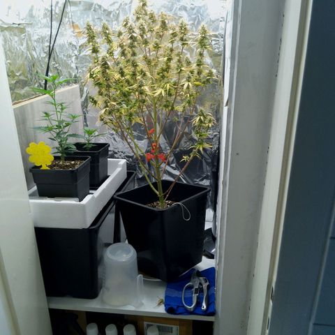 Verbotene Kirsche  growlog timeline photo