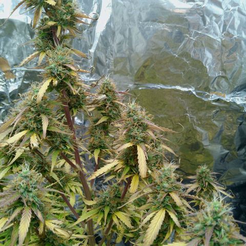 Verbotene Kirsche  growlog timeline photo