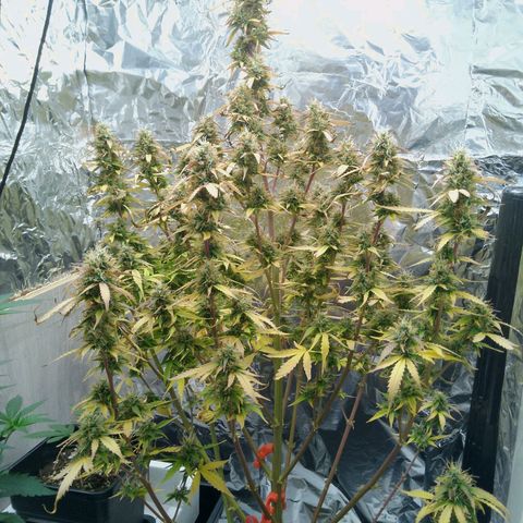 Verbotene Kirsche  growlog timeline photo